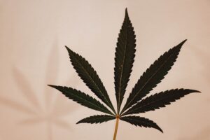 Top cannabis stocks for Q1 2021