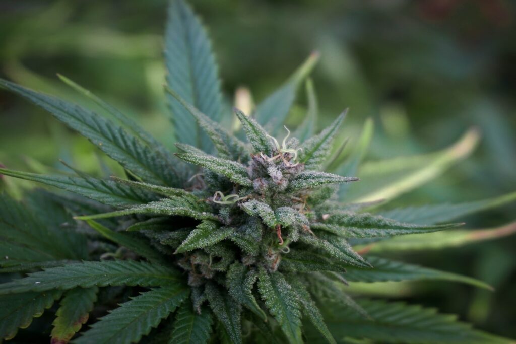 cannabis legalization in Virginia