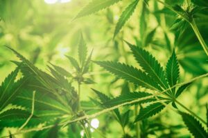 cannabis leaves for the best marijuana stocks