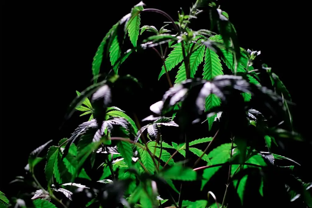 Marijuana legalization weekly roundup