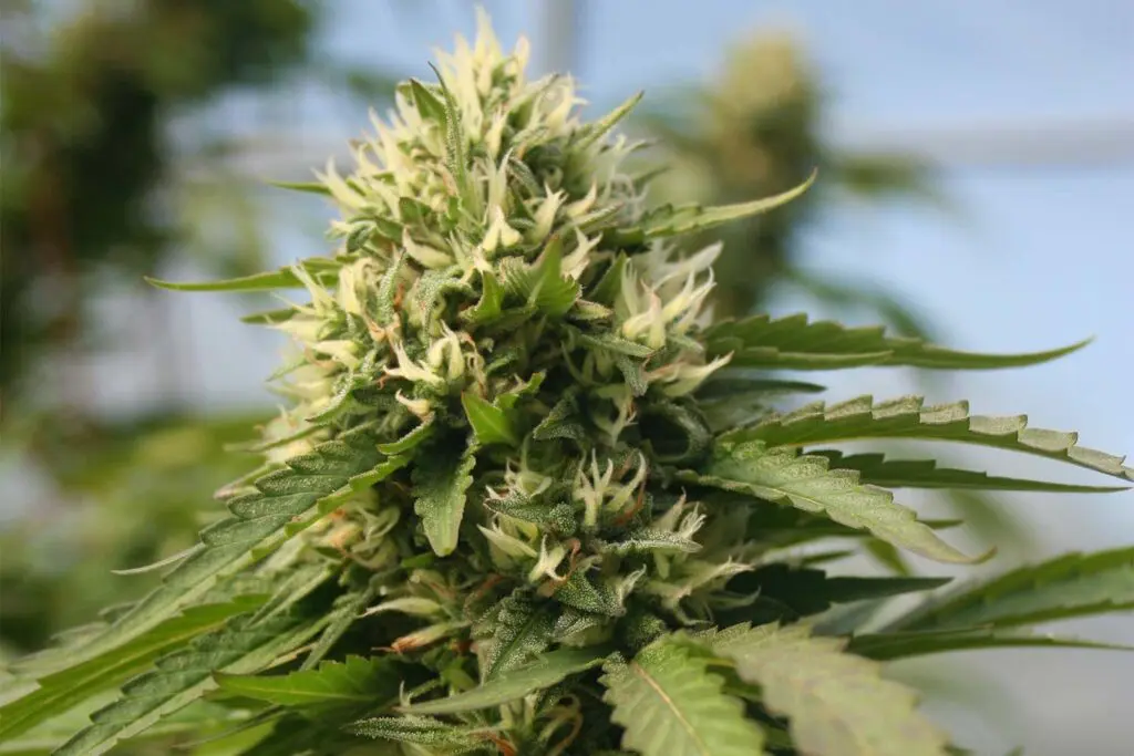 Federal marijuana legalization this week