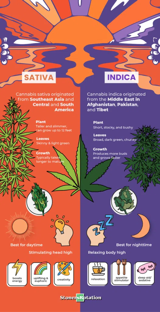 Indica Vs Sativa: History And Differences • Stoners Rotation