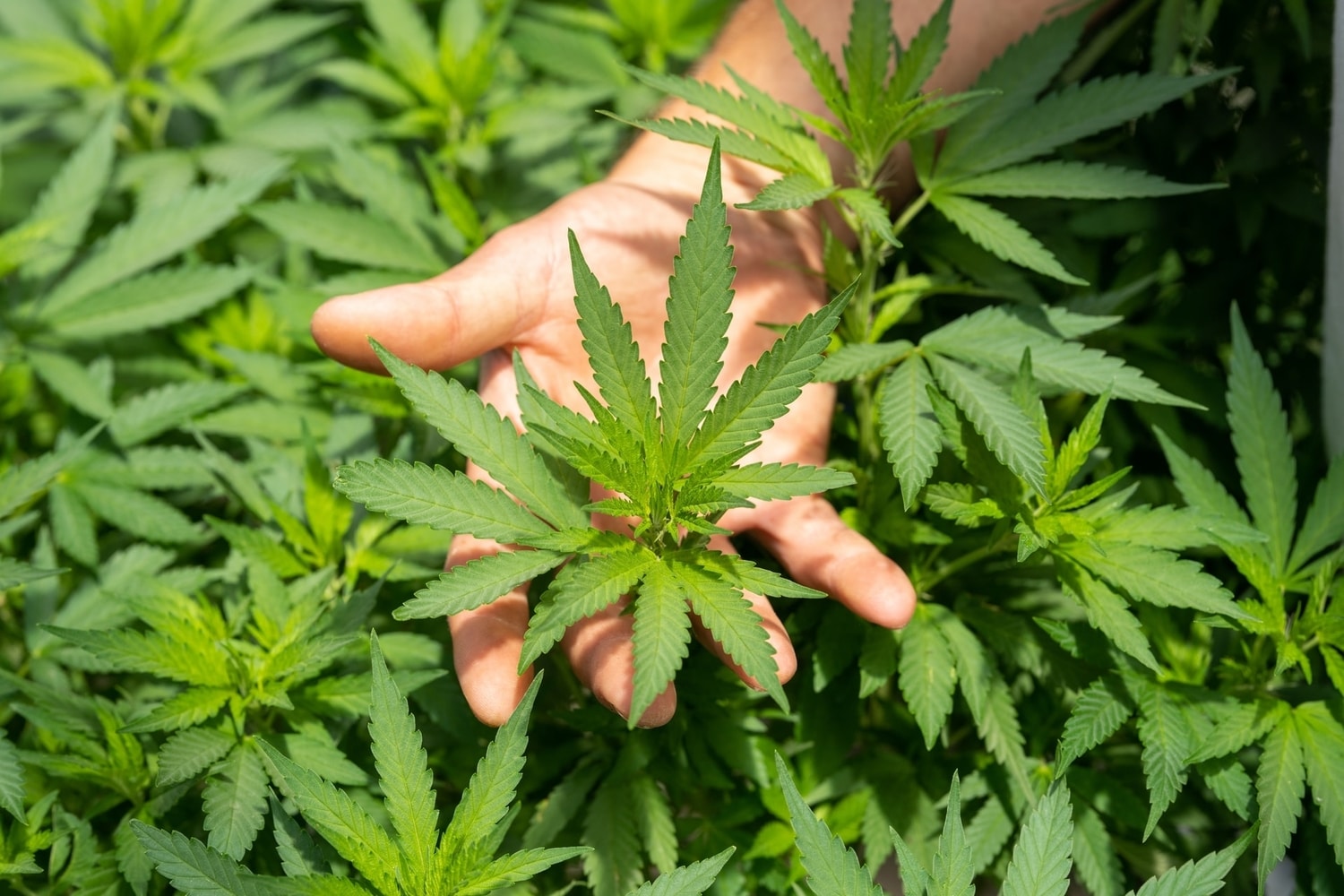 crystal weed plant for marijuana legalization