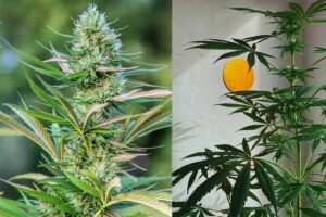 indica vs sativa differences