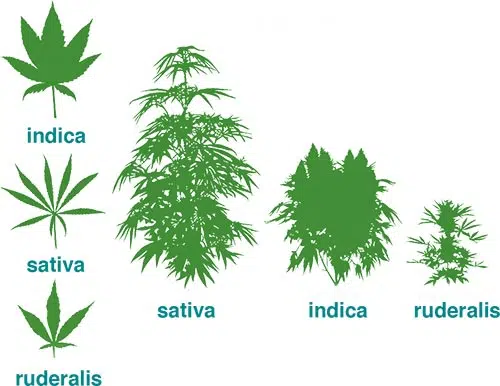 sativa vs indica leaves