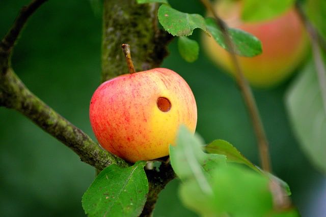 apple-pipe-example