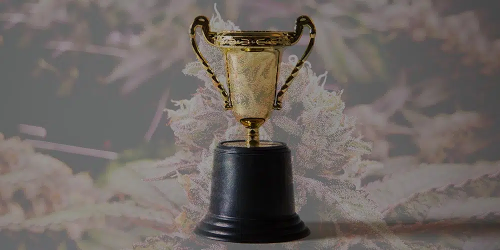 cannabis cup