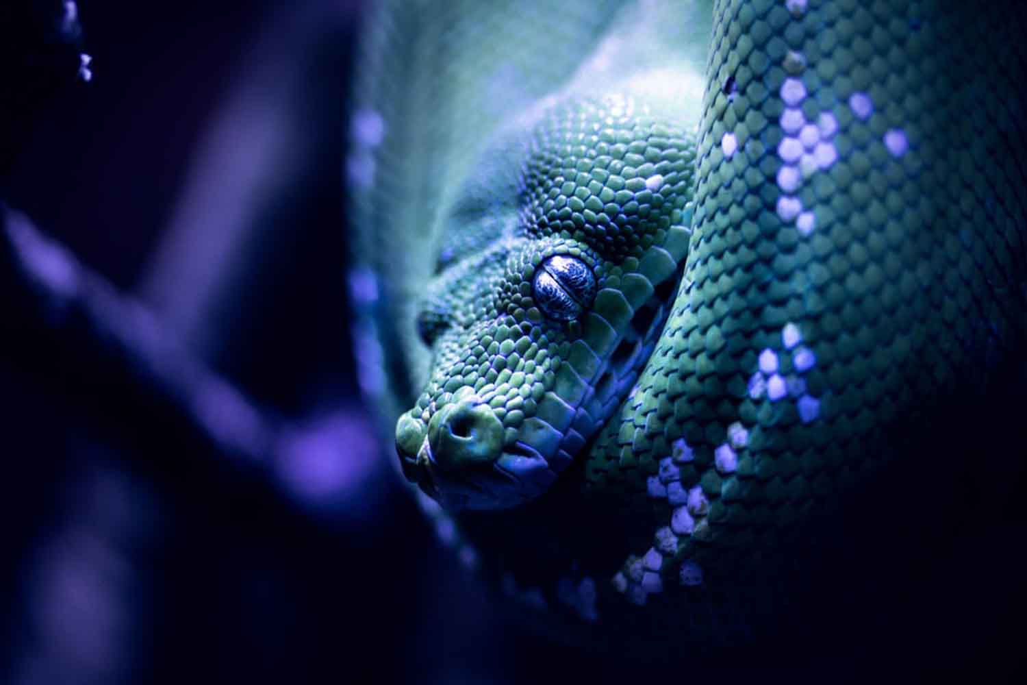 Trippy coloured snake