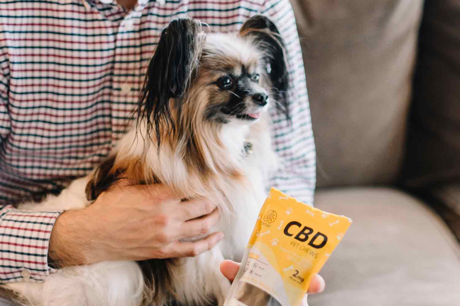 CBD For Dog With Anxiety