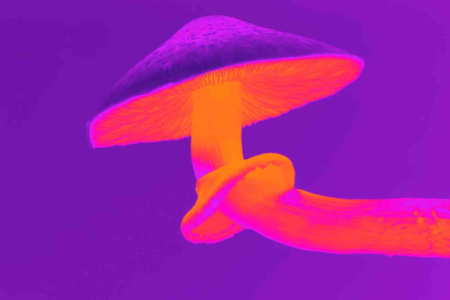 psychedelic shroom