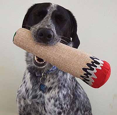 joint dog toy