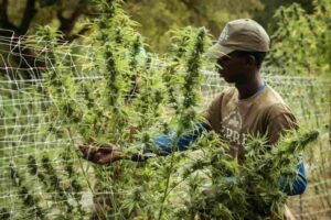 what-time-to-harvest-weed