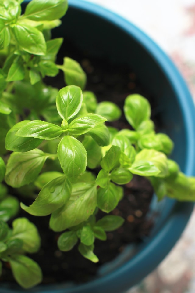 Basil plant can be used for fresh leaves to add to a bath