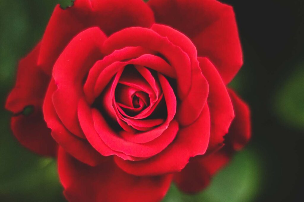 red rose in garden macro