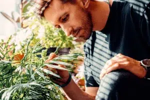 man inspecting plants