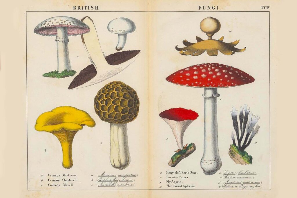 trippy mushroom drawing