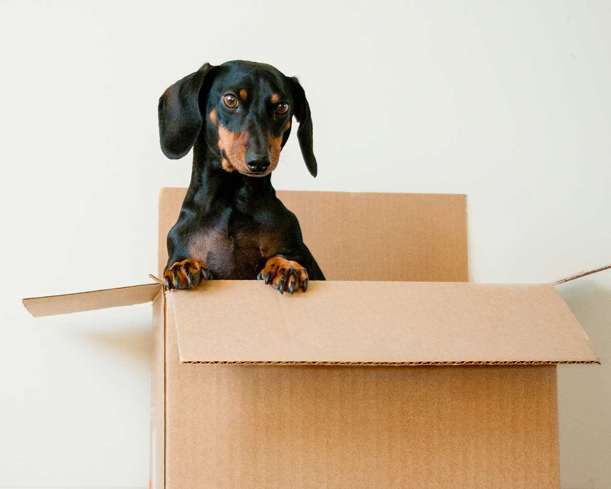cute dachshund inside of brown shipping box