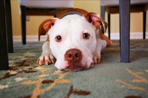 dog on carpet under table