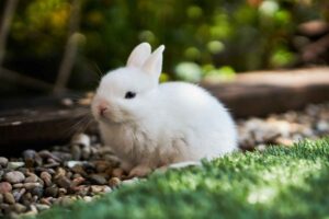 rabbit in a field