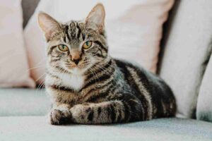 cat lying on a couch