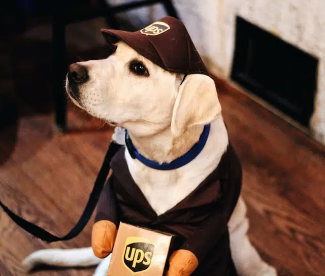 UPS puppy