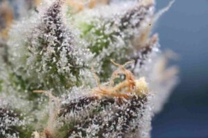 weed bud with trichomes