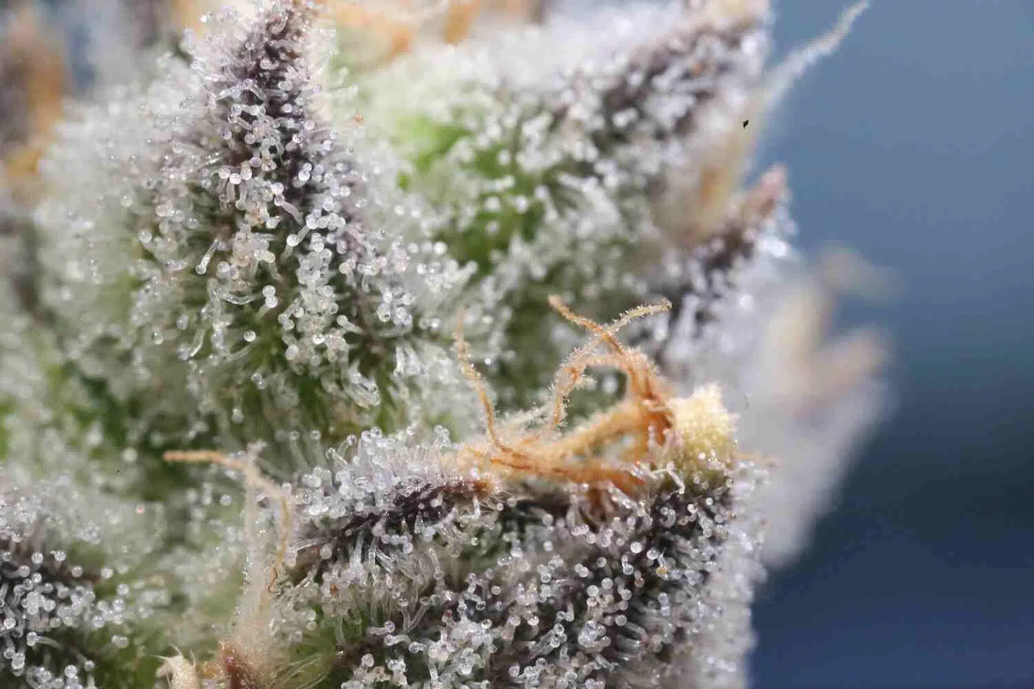 weed bud with trichomes