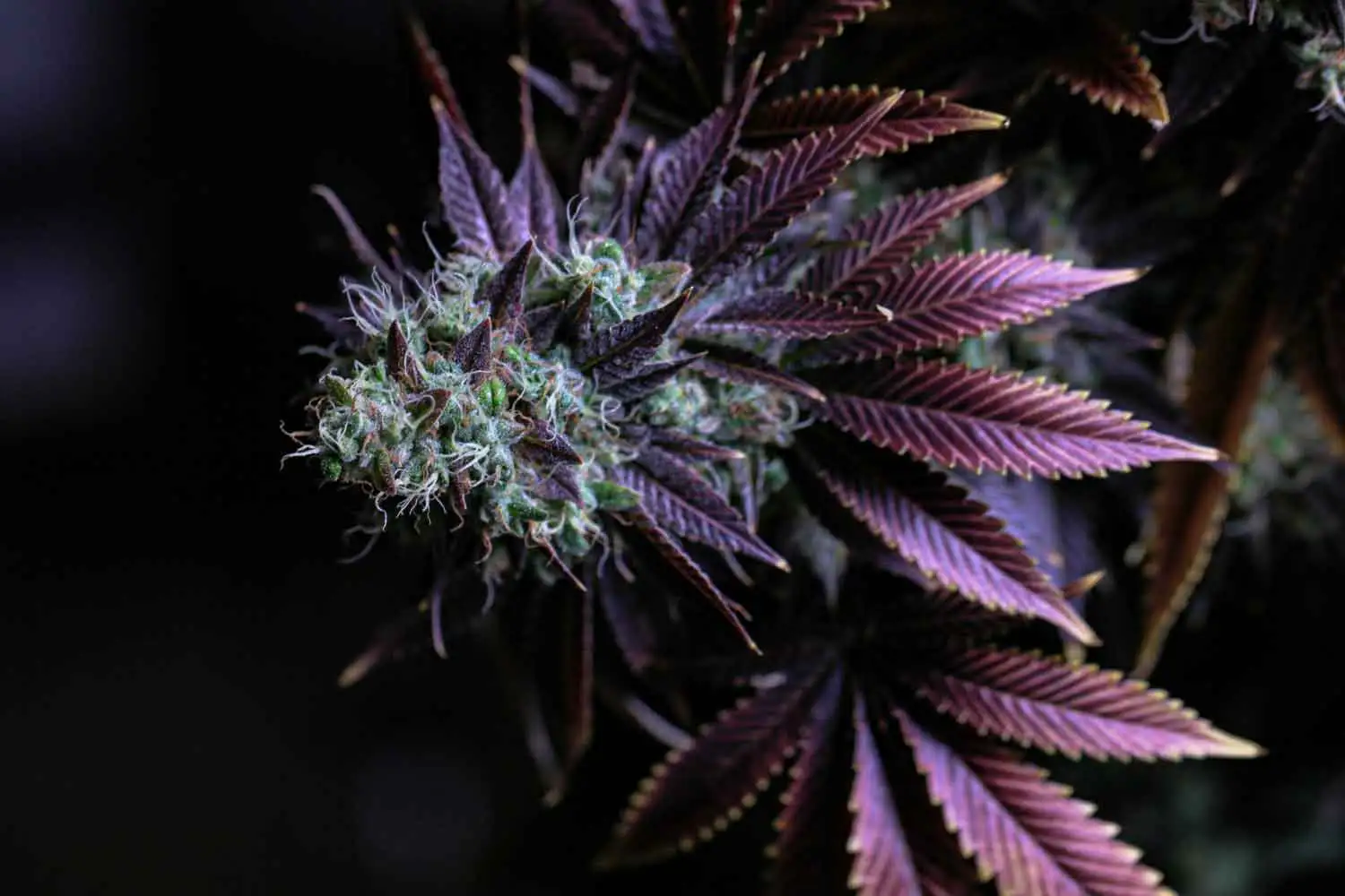 purple strain of weed