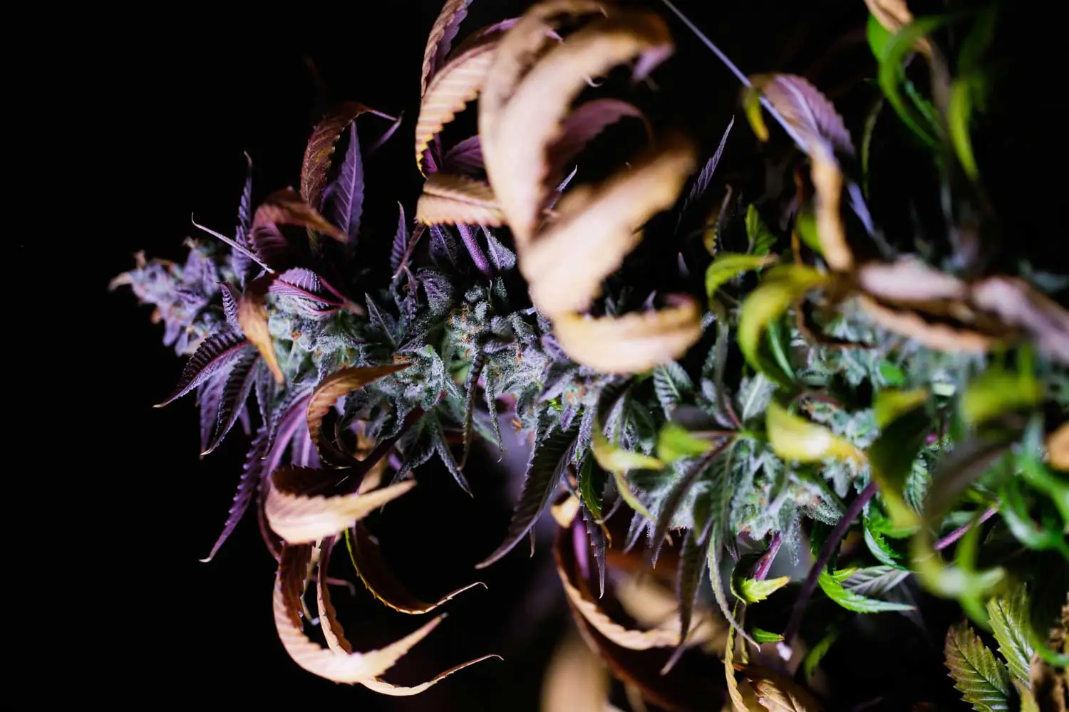 exotic weed strain purple