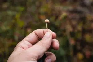 man holding shrooms