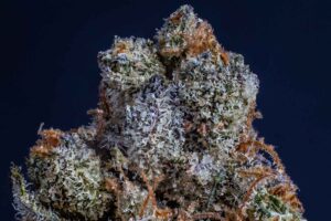 oreoz strain trichomes