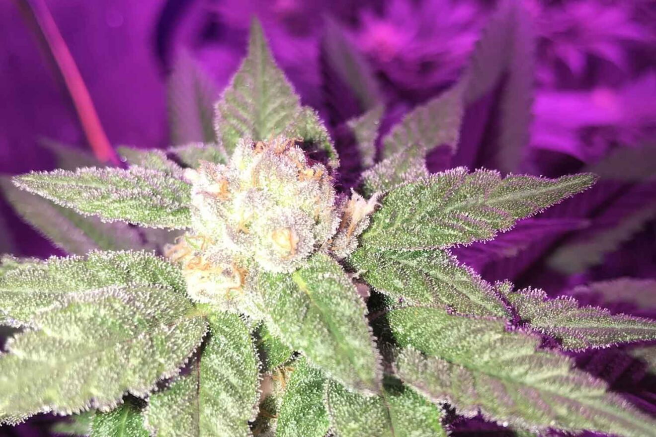 White Truffle Strain Review • Stoners Rotation