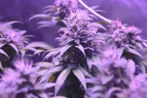 purple weed under purple lights