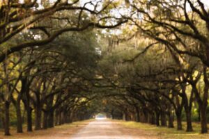 south carolina trees